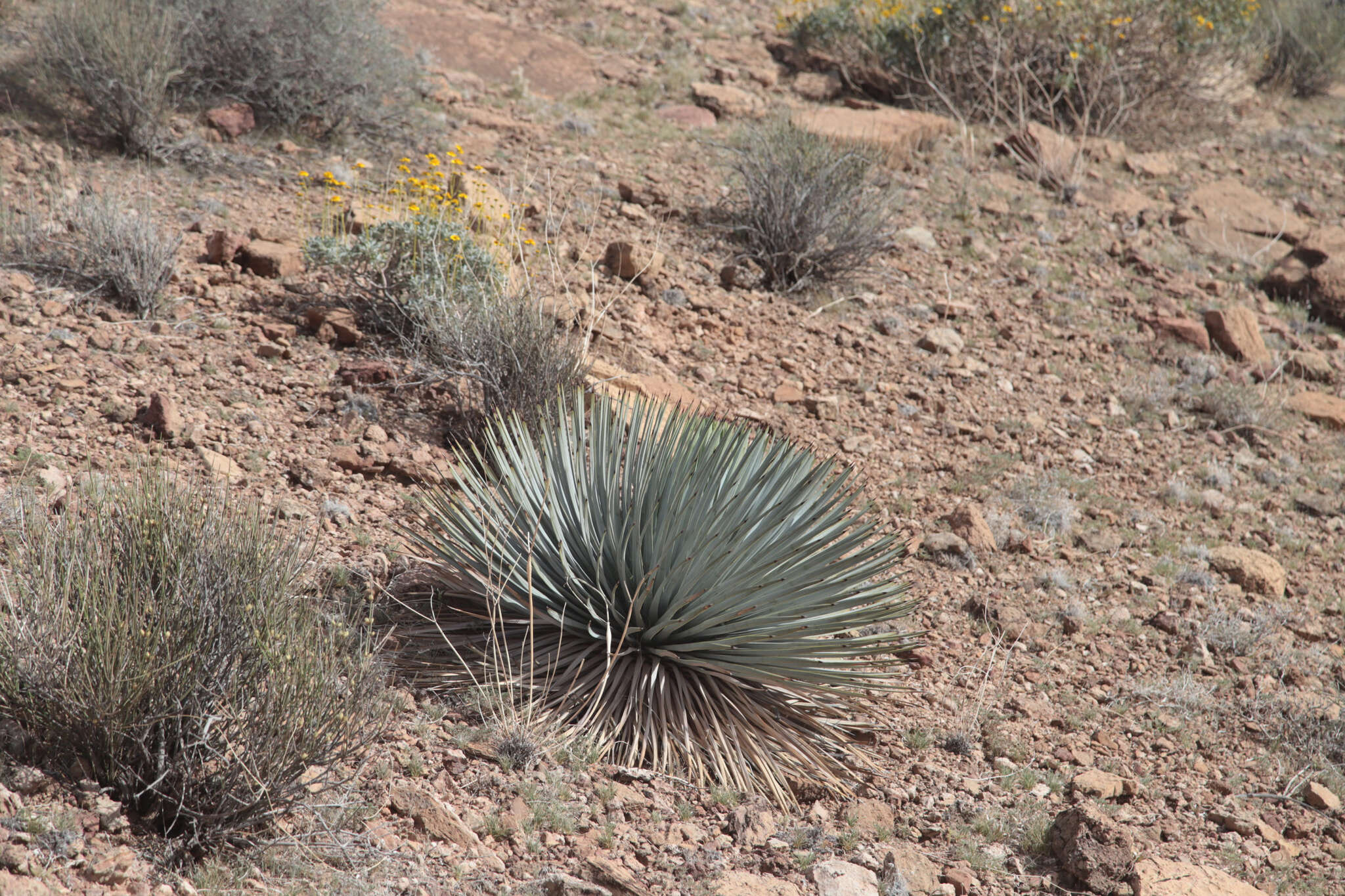 Image of Newberry's yucca; chaparral yucca