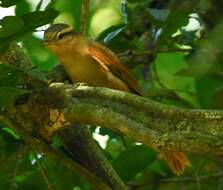 Image of Ochre-breasted Foliage-gleaner