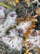 Image of Ptilotus declinatus Nees