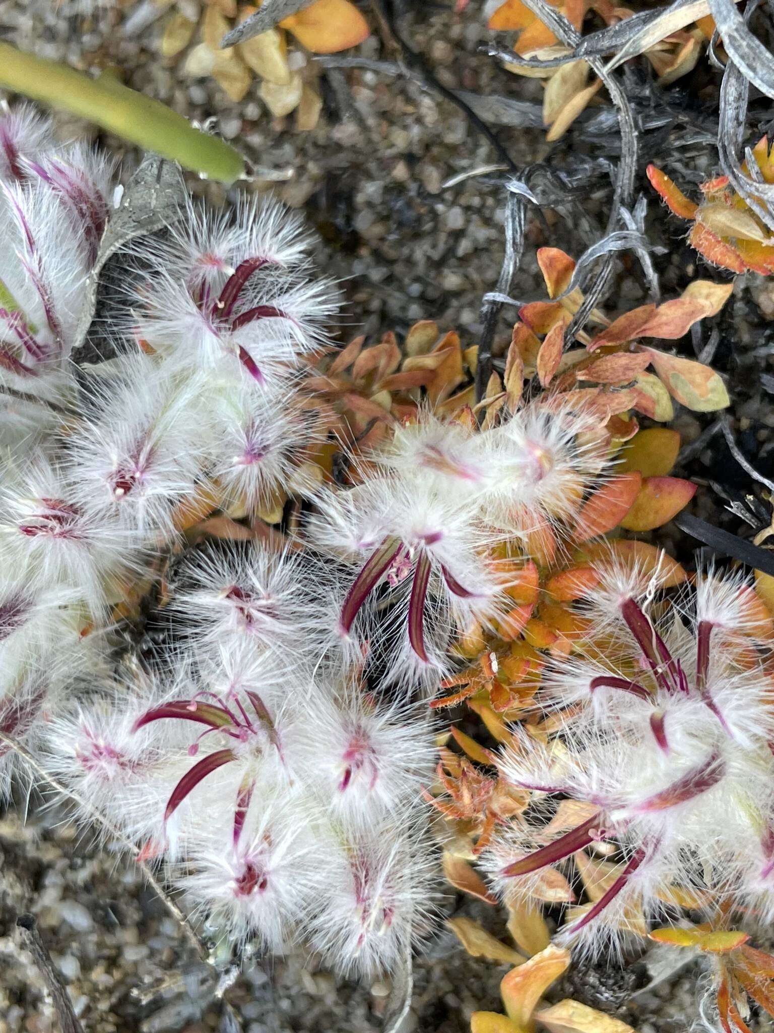 Image of Ptilotus declinatus Nees