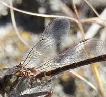 Image of Phanogomphus cavillaris (Needham 1902)