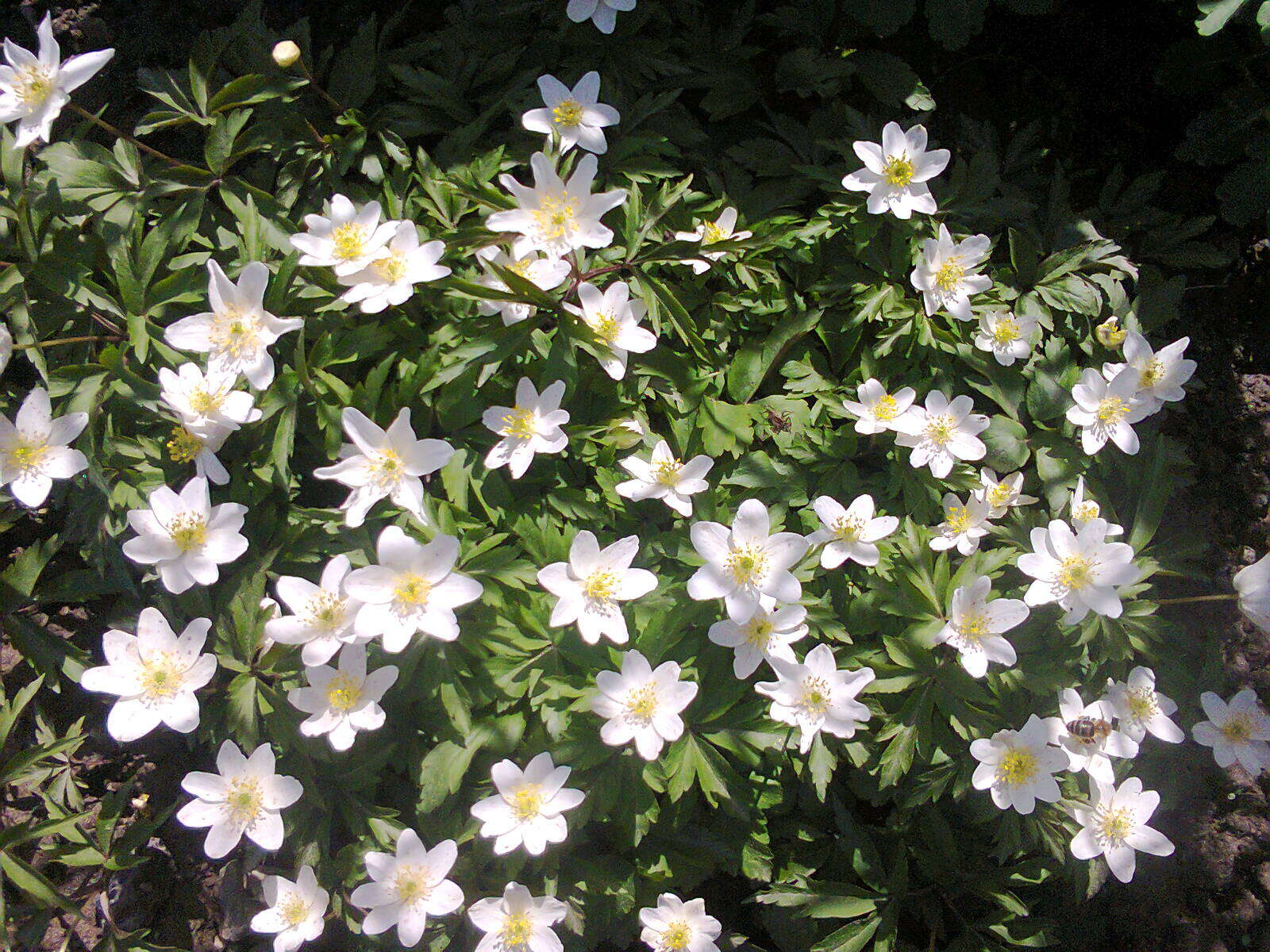 Image of European thimbleweed