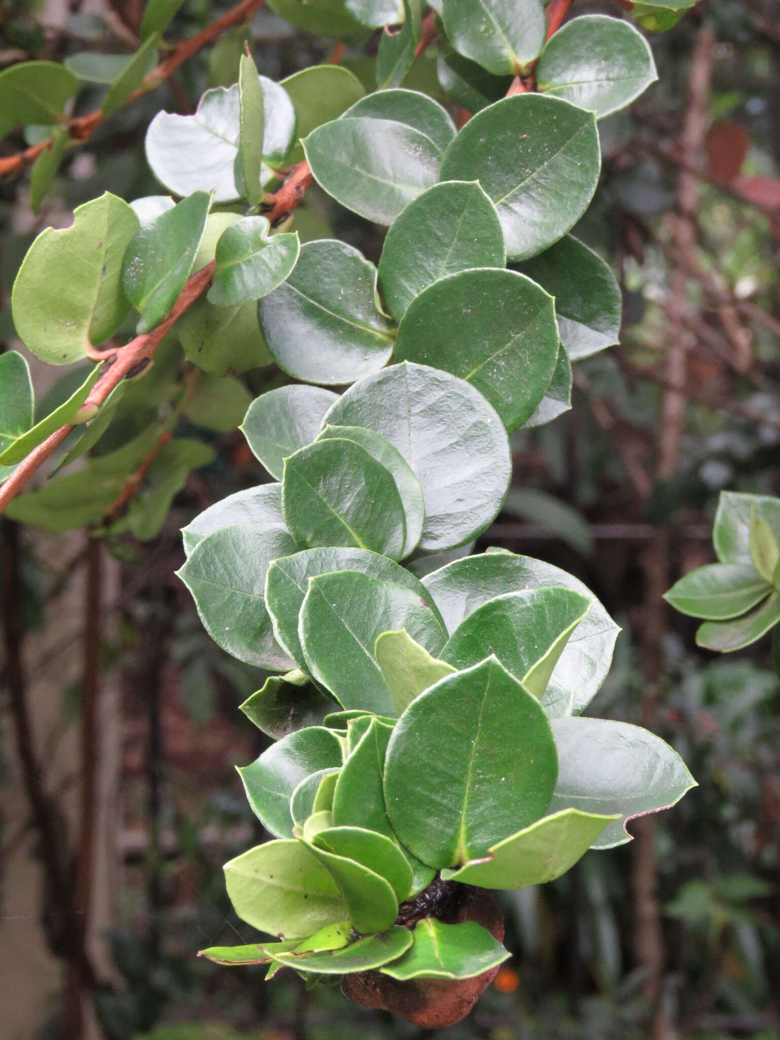 Image of Myrcianthes leucoxyla (Ortega) Mc Vaugh