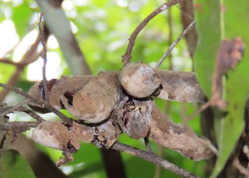 Imagem de Uvaria lucida subsp. virens (N. E. Br.) Verdc.