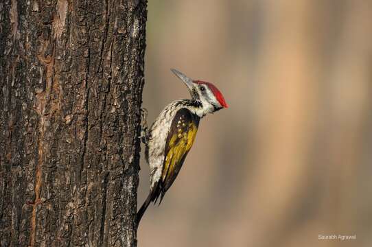 Image of Black-rumped Flameback