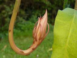 Image of Dutchman's Pipe Cactus