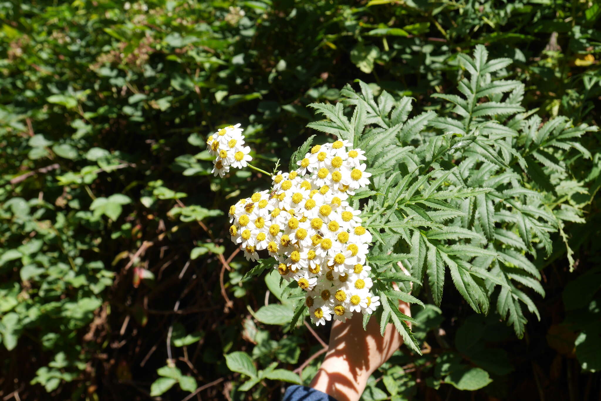 Image of Tanacetum sorbifolium (Boiss.) Grierson