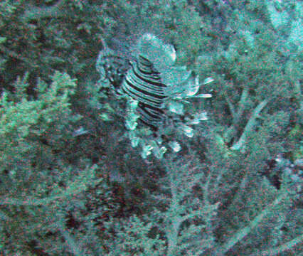 Image of Red lionfish