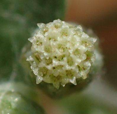 Слика од Troglophyton capillaceum subsp. diffusum (DC.) Hilliard