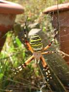 Image of Barbary Spider