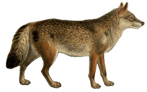 Image of Eurasian Wolf