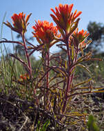 Image of short-lobe Indian paintbrush