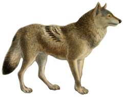 Image of Indian Wolf