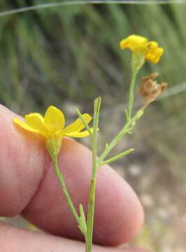 Image of Amphiachyris amoenum (Shinners) Solbriq