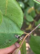 Image of Ophiocordyceps dipterigena (Berk. & Broome) G. H. Sung, J. M. Sung, Hywel-Jones & Spatafora 2007