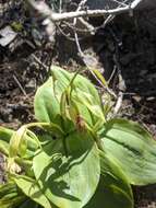 Image of Clustered lady's slipper