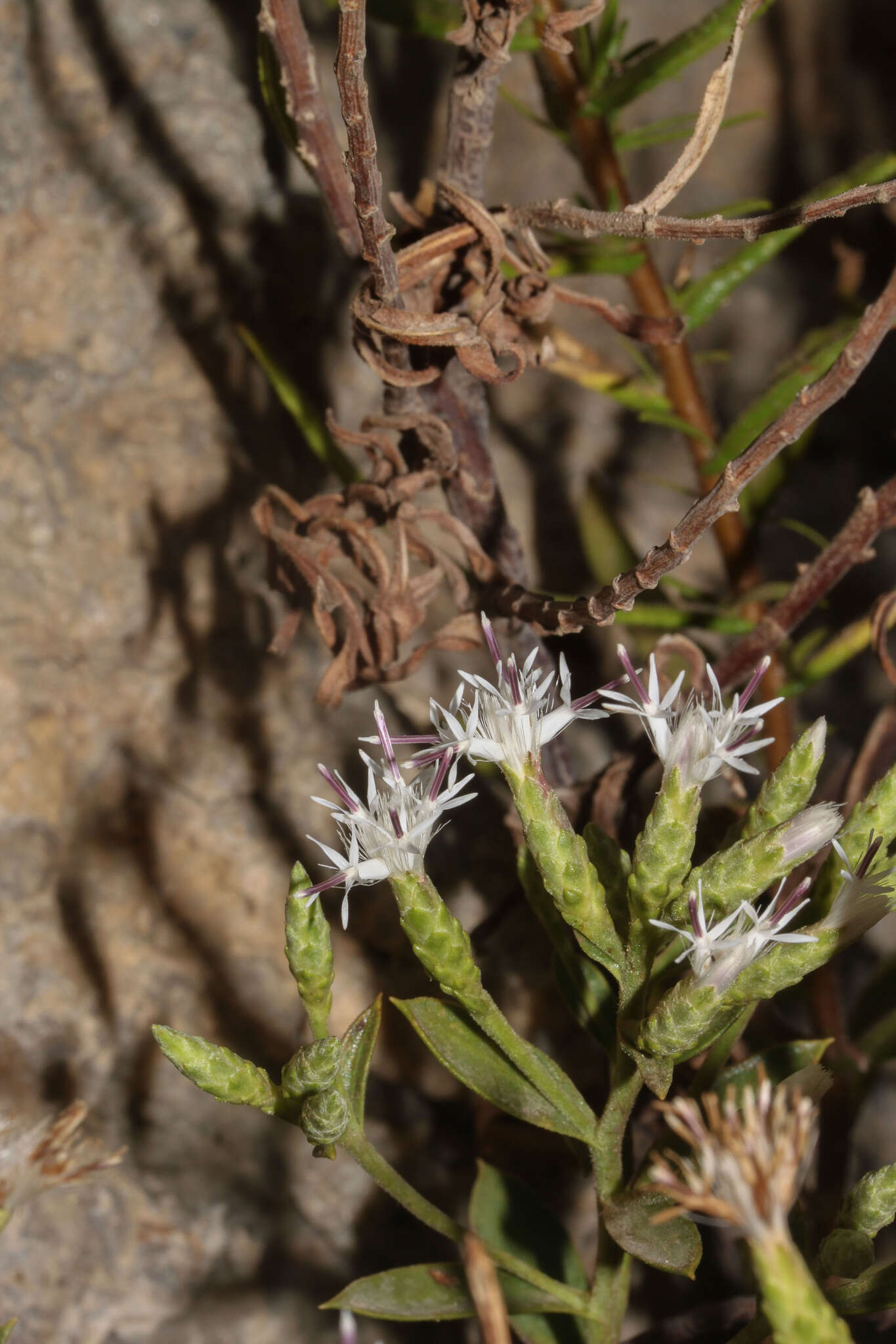 Image de Hirtellina fruticosa (L.) M. Dittrich