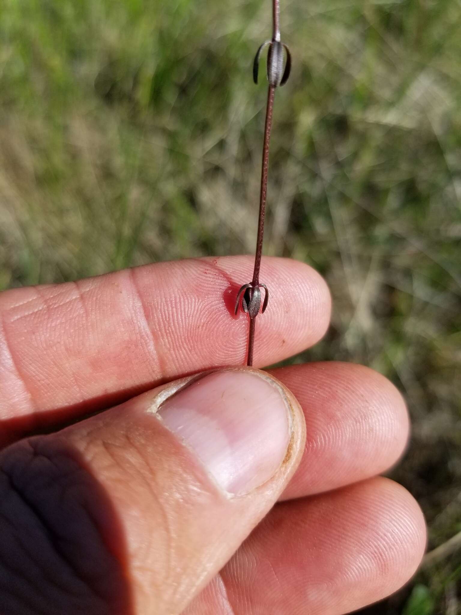 Image of Bog bedstraw