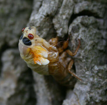 Image of Decim Periodical Cicada