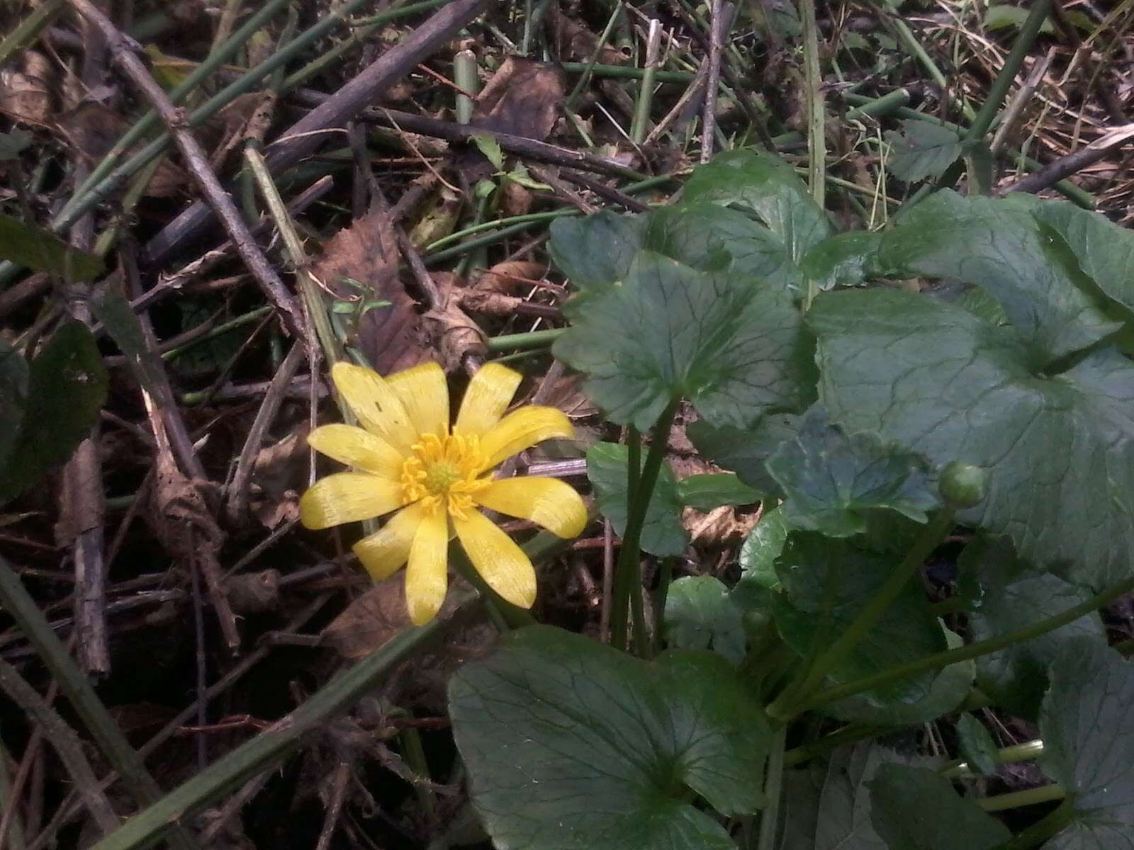 Image of Ficaria verna subsp. ficariiformis (Rouy & Foucaud) Maire