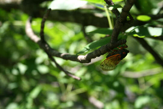 Image of Decim Periodical Cicada