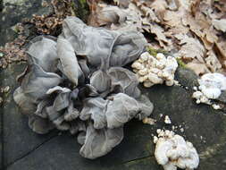 Image of ear fungus