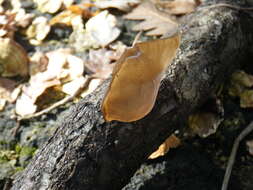 Image of ear fungus