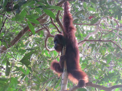 Image of Sumatran orangutan