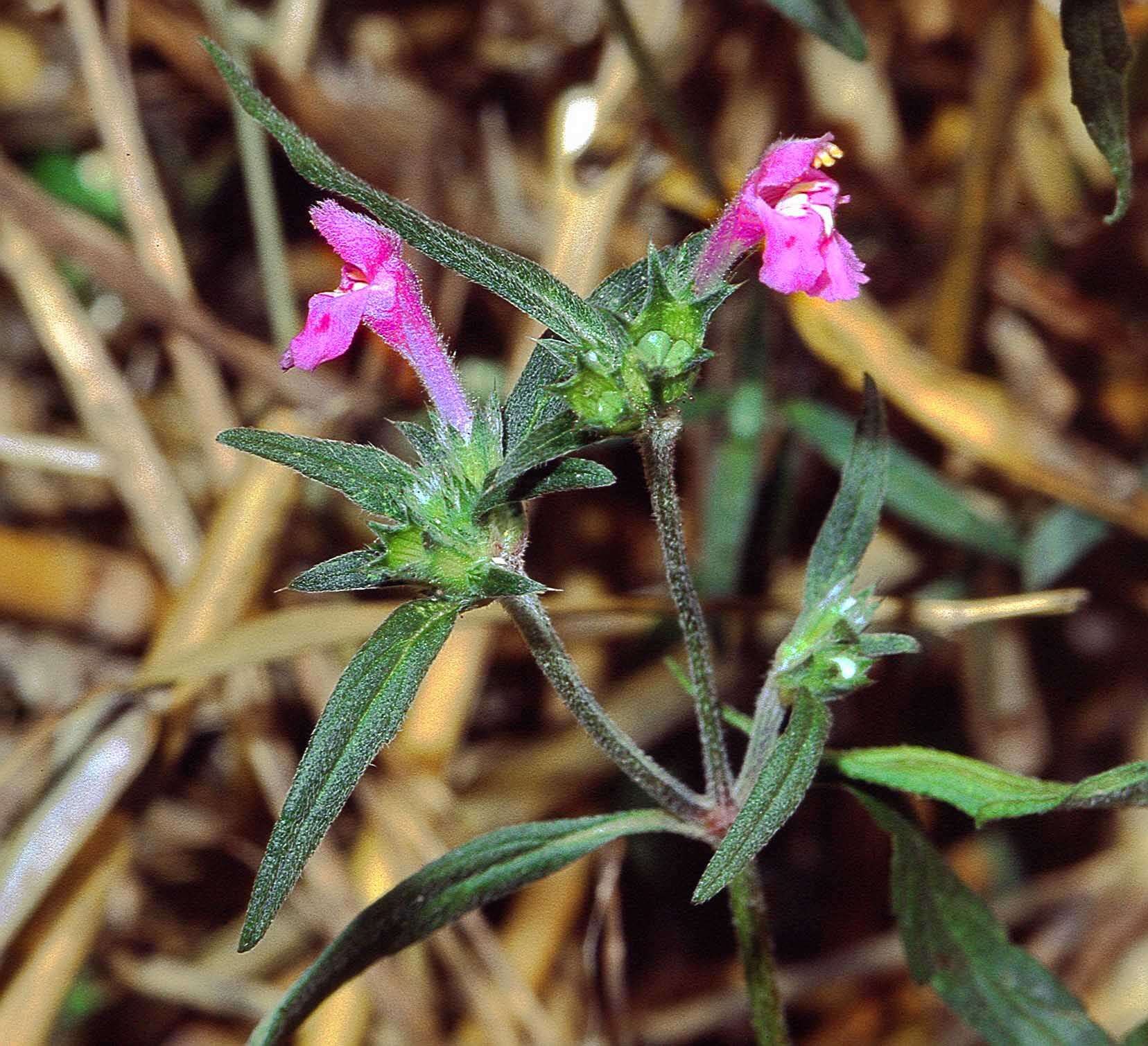 Image of Red hemp-nettle