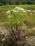 Image of Aster glehnii