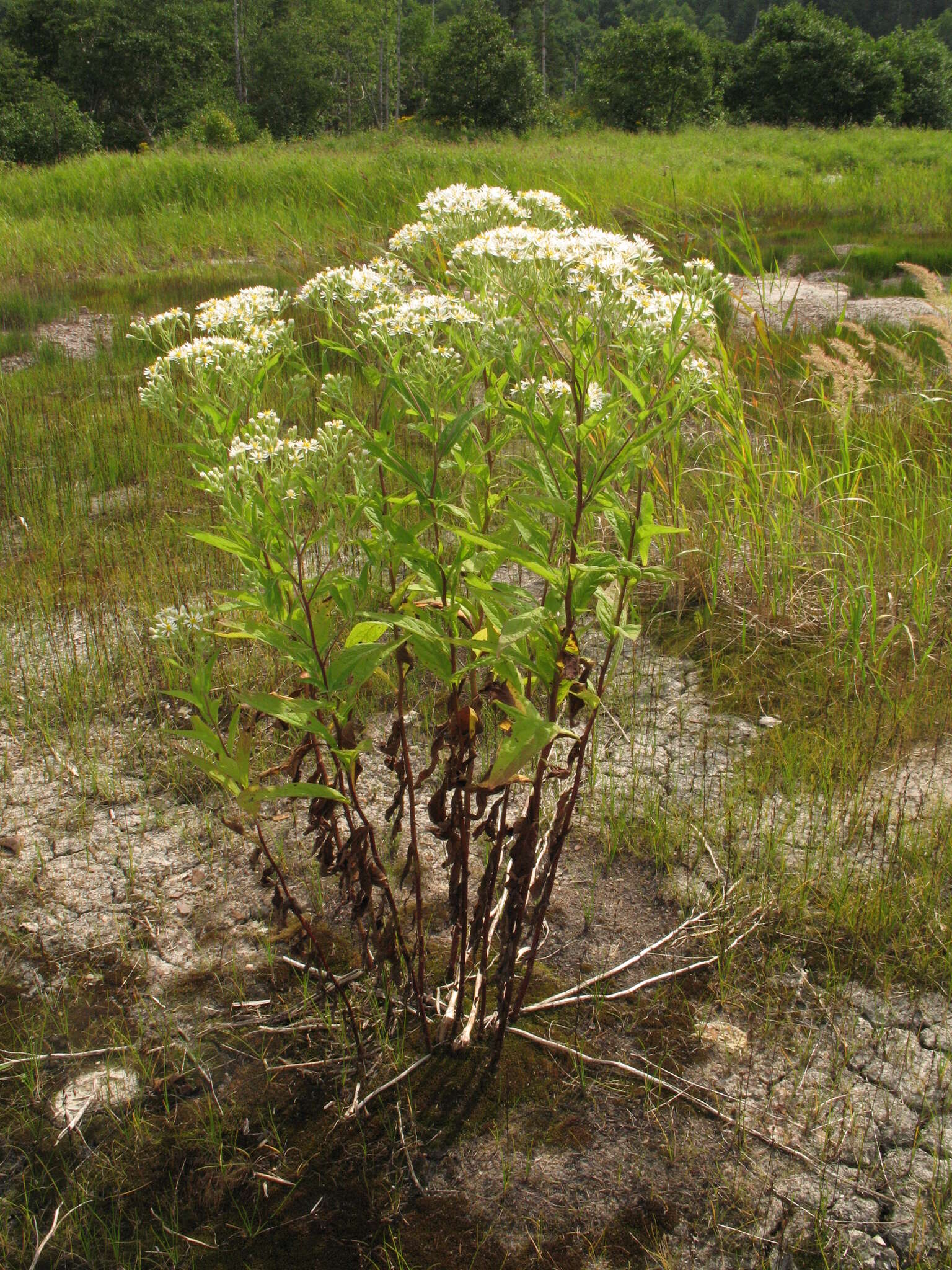 Image of Aster glehnii