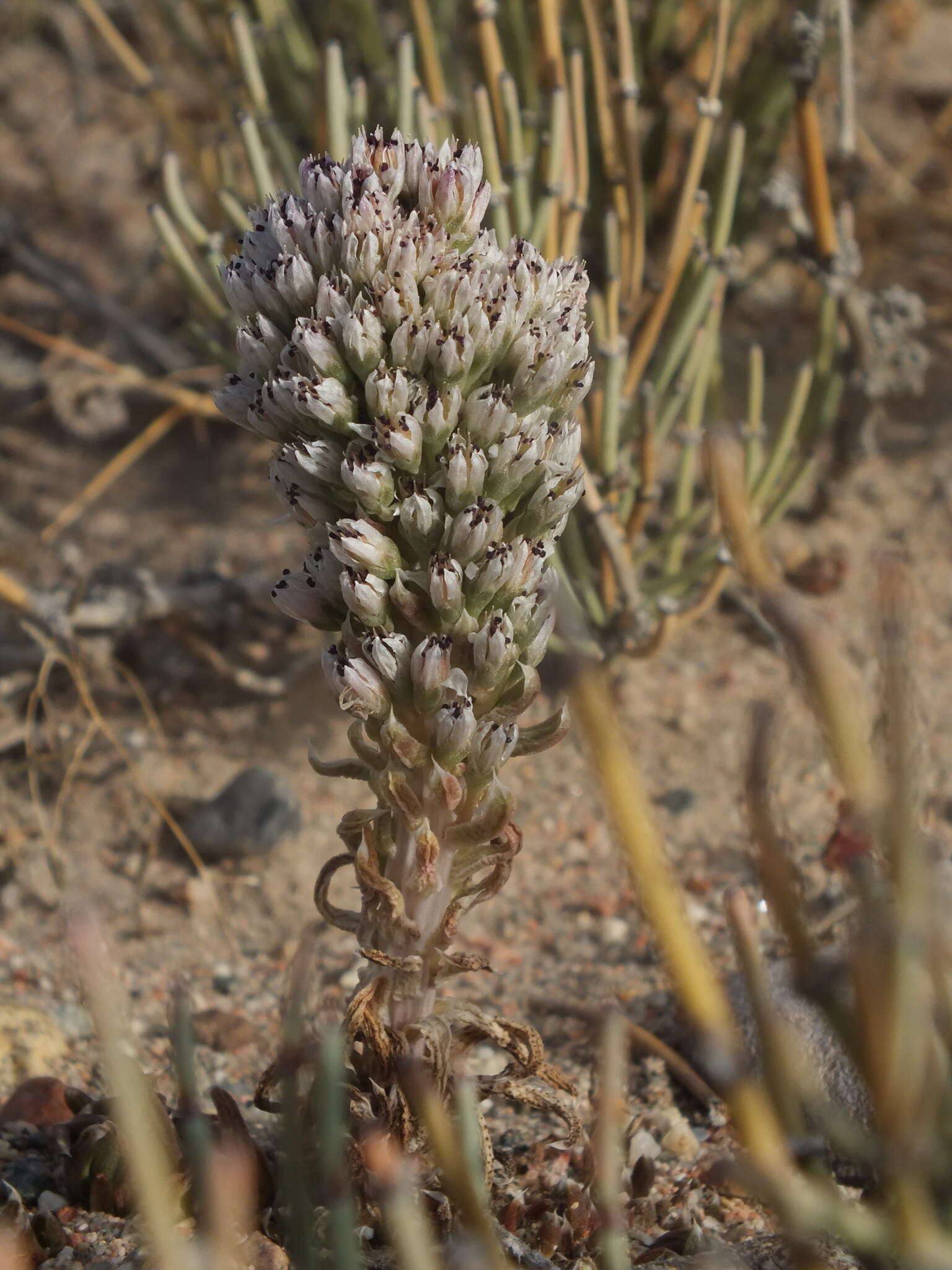 Image de Orostachys thyrsiflora (DC.) Fisch. ex Sweet