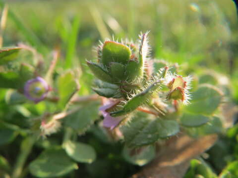 Image of ivy-leaved speedwell