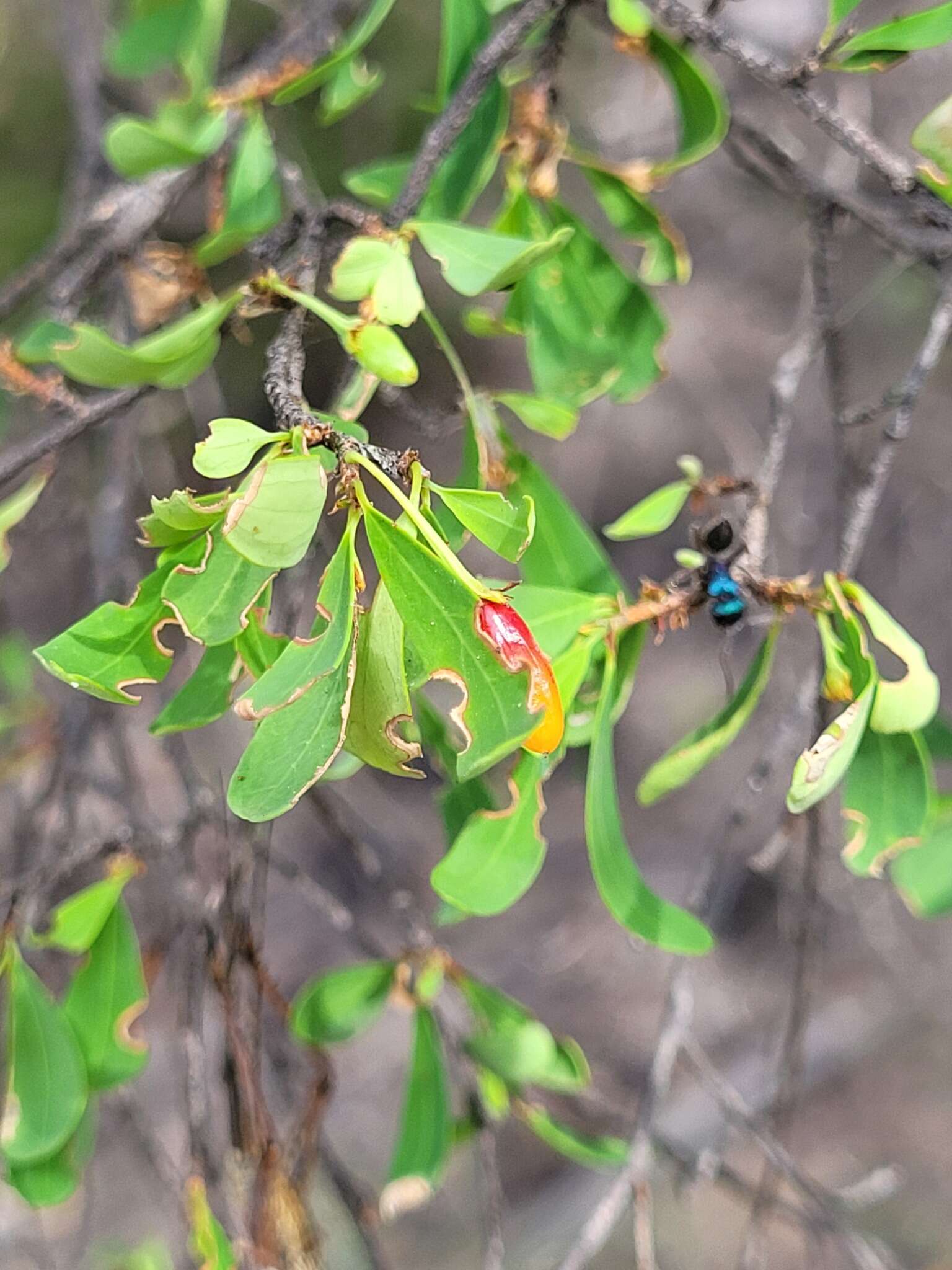 Image of Erythroxylum australe F. Müll.