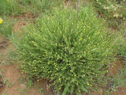 Image of Osteospermum muricatum subsp. muricatum