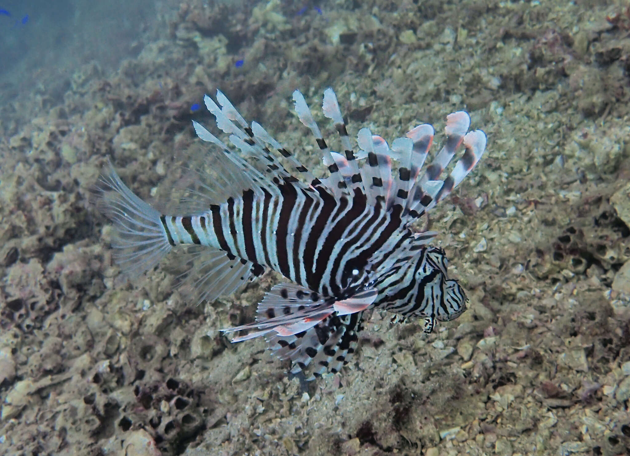 Image of Russell's lionfish