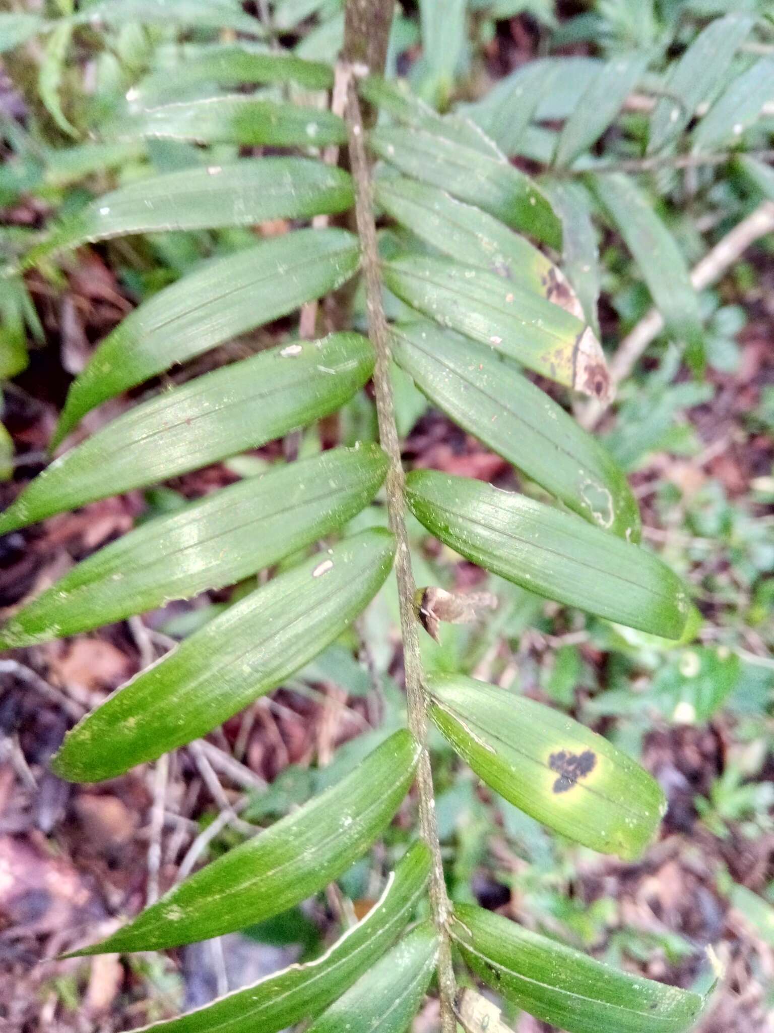 Image of Dypsis concinna Baker