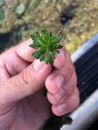 Myriophyllum heterophyllum Michx. resmi