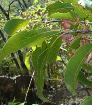 Image of Wimmeria serrulata (DC.) Radlk.