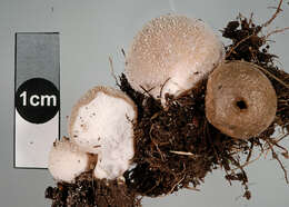 Imagem de Lycoperdon glabrescens Berk. 1859