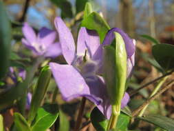 Image of Common Periwinkle