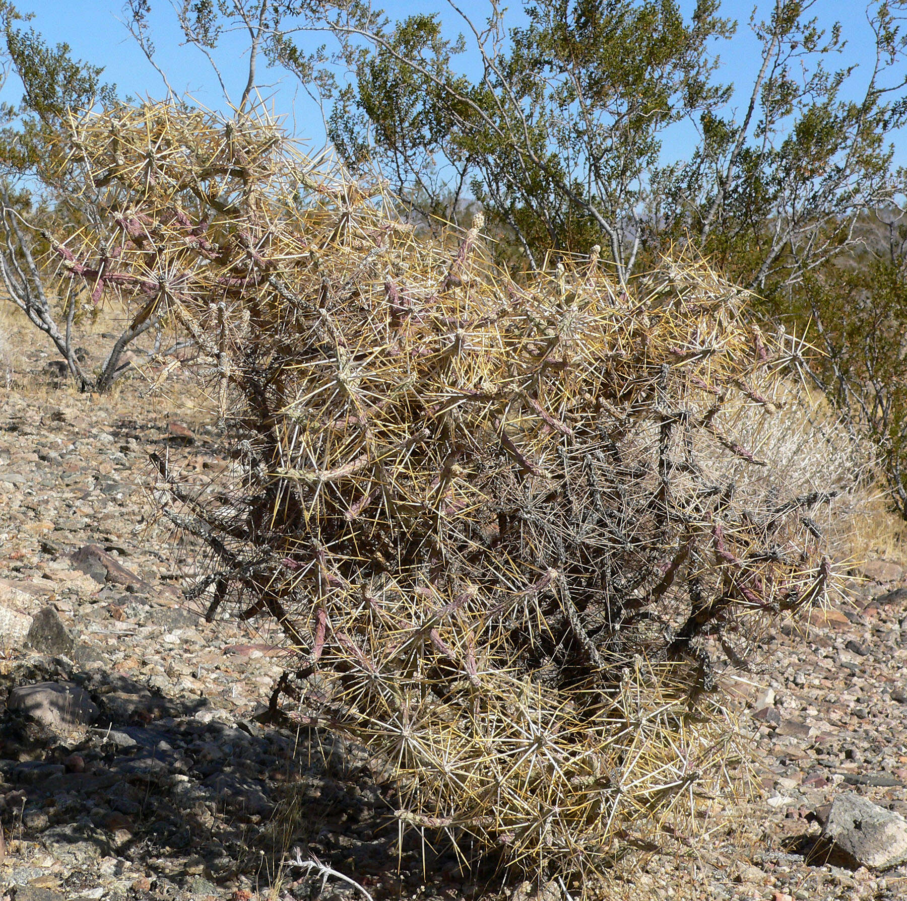 Imagem de Cylindropuntia ramosissima (Engelm.) F. M. Knuth