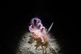 Image of coral nudibranch