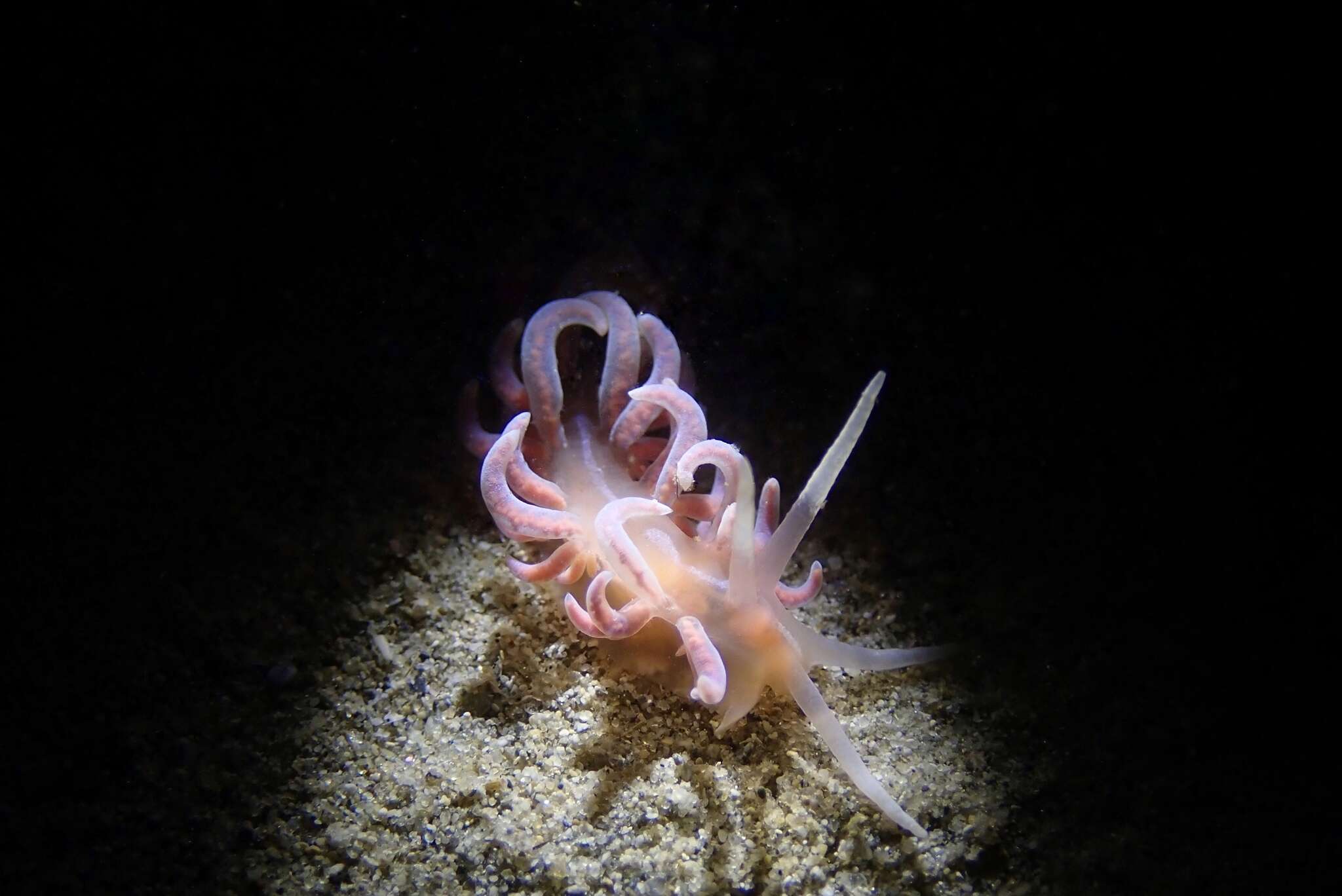 Image of coral nudibranch