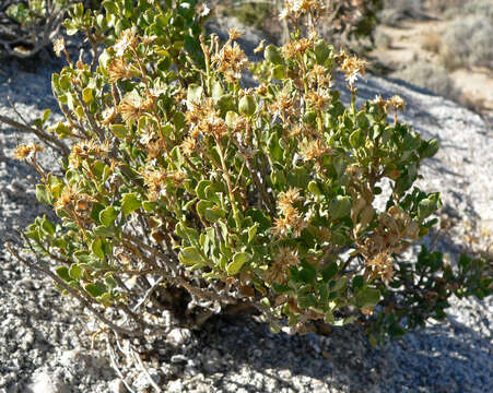 Image of cliff goldenbush