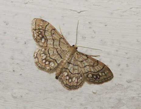 Image of Idaea moniliata Schiffermüller 1775