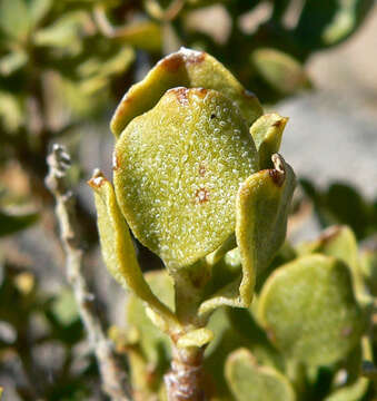 Image of cliff goldenbush