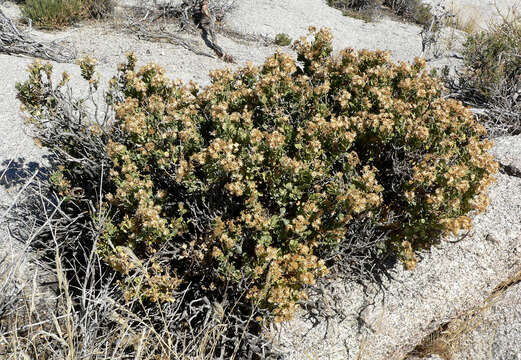 Image of cliff goldenbush