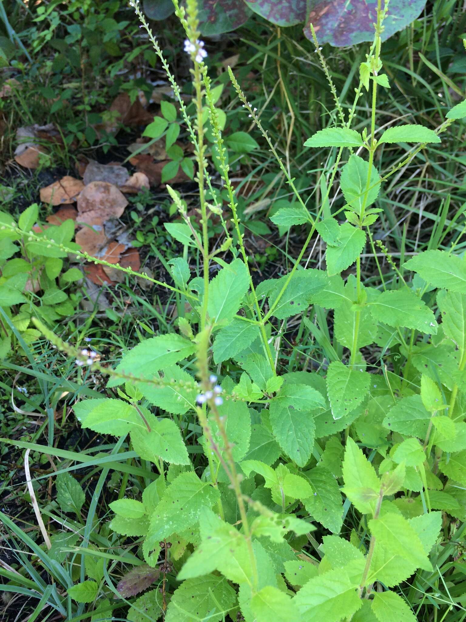 Image of Sandpaper Vervain