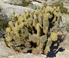 Image of Dollar-joint Prickly-pear